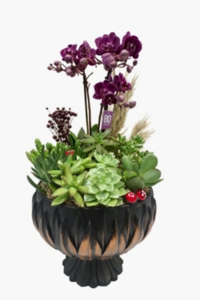 Mor Orkide ve Kalanchoe