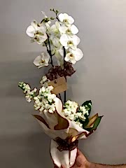 White Love Orkide