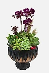 Mor Orkide ve Kalanchoe