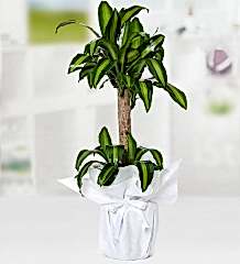 Yucca Mesengena