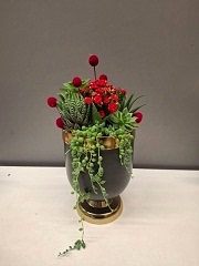 Kırmızı Kalanchoe ve Sukulentler Serisi 1
