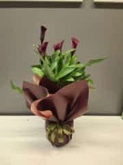 Betonish Calla Lilly 'Pink' (Gala Çiçeği)
