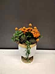 Turuncu Kalanchoe ve Sukulentler