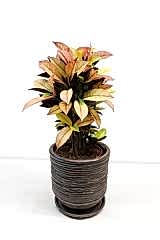 Canlı Kroton (Codiaeum variegatum)