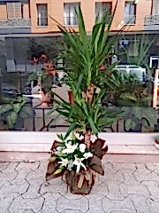 Yucca Bitkisi Fuar Aranjmanı