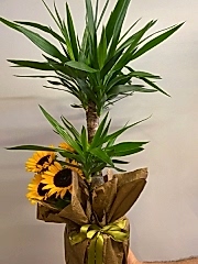 İkili Yucca Saksı Çiçeği
