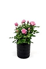 Mini Gül – Minyatür Saksı Gülü Pembe